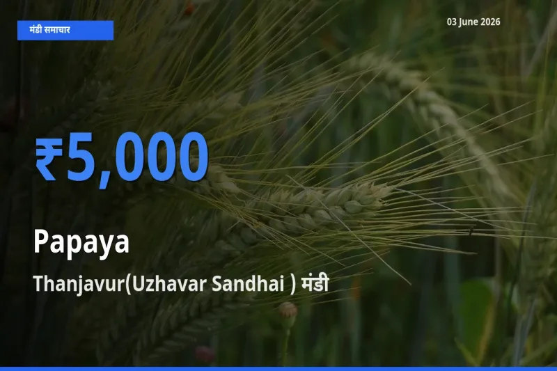 आज का मंडी भाव: पपीता के सबसे ज़्यादा दाम Thanjavur(Uzhavar Sandhai ) में
