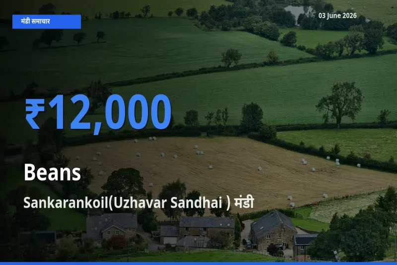 आज फलियाँ (सेम) के सबसे ऊँचे दाम ₹12,000 Sankarankoil(Uzhavar Sandhai ) मंडी में
