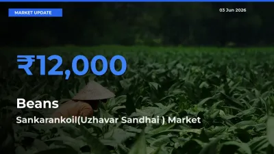 Top Performer! Sankarankoil(Uzhavar Sandhai ) Offers Best Beans Price Today