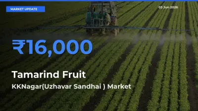 Market Watch: KKNagar(Uzhavar Sandhai ) Becomes Top Mandi for Tamarind Fruit