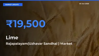 Rajapalayam(Uzhavar Sandhai ) Emerges as Top Mandi for Lime Prices Today