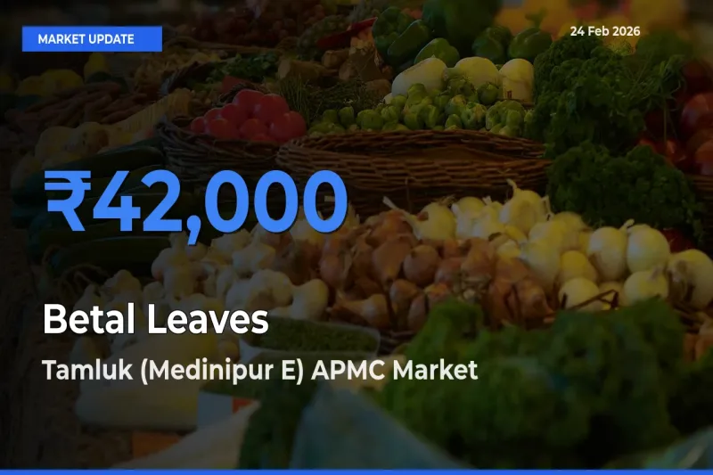 Tamluk (Medinipur E) APMC Offers ₹42,000 – Highest Betal Leaves Rate Today