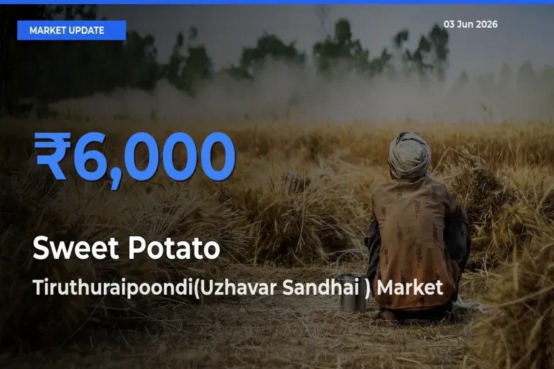 Tiruthuraipoondi(Uzhavar Sandhai ) Records Highest ₹6,000 Rate for Sweet Potato