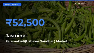 Farmers Prefer Paramakudi(Uzhavar Sandhai ) as Jasmine Hits Highest Rate