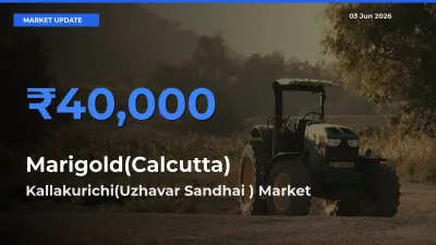 Kallakurichi(Uzhavar Sandhai ) Tops Marigold(Calcutta) Mandi Rates Today