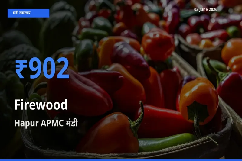 Hapur APMC में जलावन लकड़ी का आज सबसे ऊँचा भाव
