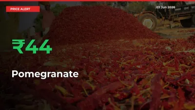 Sharp Jump! Pomegranate Prices Climb 44.15% in 24 Hours at Key Mandis