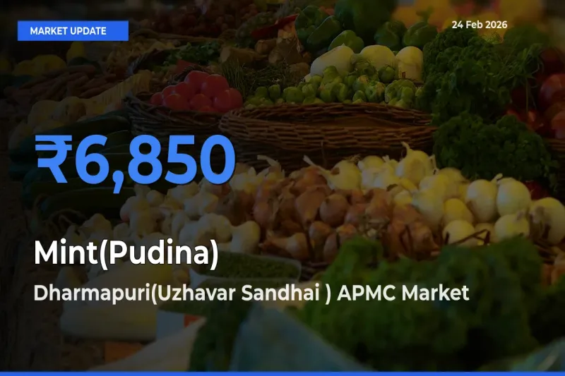 Dharmapuri(Uzhavar Sandhai ) APMC Emerges as Top Mandi for Mint(Pudina) Prices Today