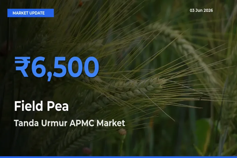Tanda Urmur APMC Records Highest ₹6,500 Rate for Field Pea