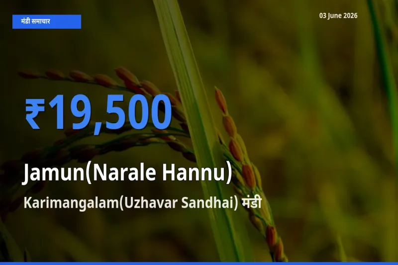 टॉप मंडी बना Karimangalam(Uzhavar Sandhai)! जामुन (नाराले हन्नू) के सबसे ऊँचे दाम यहीं दर्ज