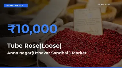 Top Performer! Anna nagar(Uzhavar Sandhai ) Offers Best Tube Rose(Loose) Price Today