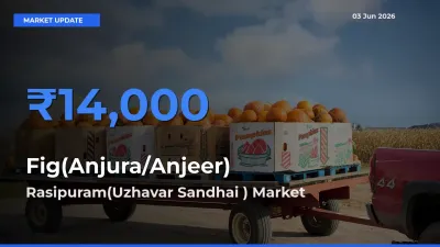 Rasipuram(Uzhavar Sandhai ) Leads as Top Mandi for Fig(Anjura/Anjeer) Prices