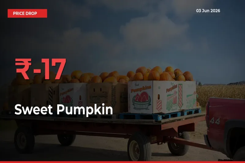 Sweet Pumpkin Mandi Rate Today: Prices Fall 16.83% at Market