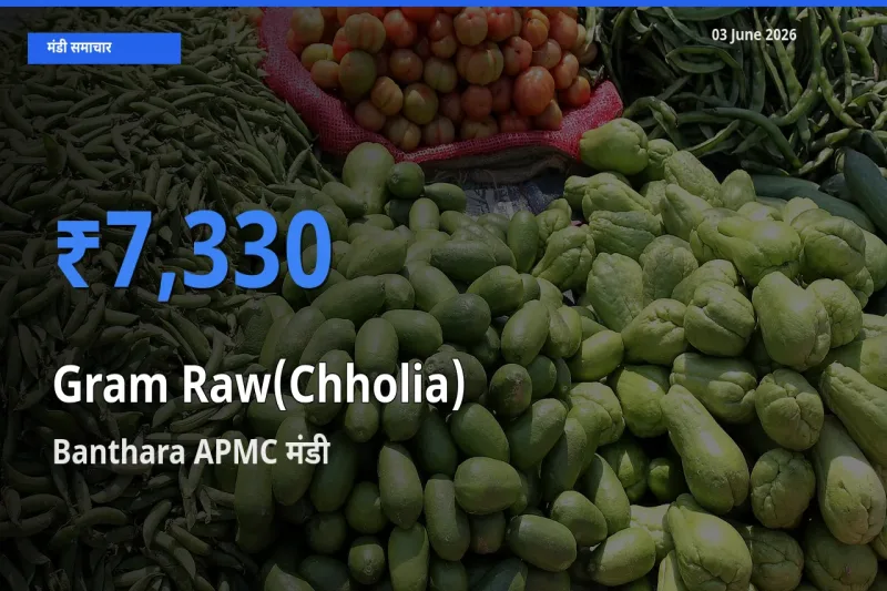 आज का मंडी भाव: हरा चना (छोलिया) के सबसे ज़्यादा दाम Banthara APMC में