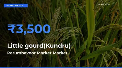 Perumbavoor Market Emerges as Top Mandi for Little gourd(Kundru) Prices Today