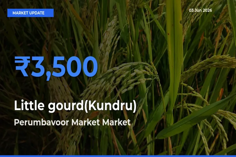 Perumbavoor Market Emerges as Top Mandi for Little gourd(Kundru) Prices Today