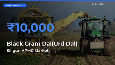 Siliguri APMC Tops Black Gram Dal(Urd Dal) Rates – June 03 Market Update