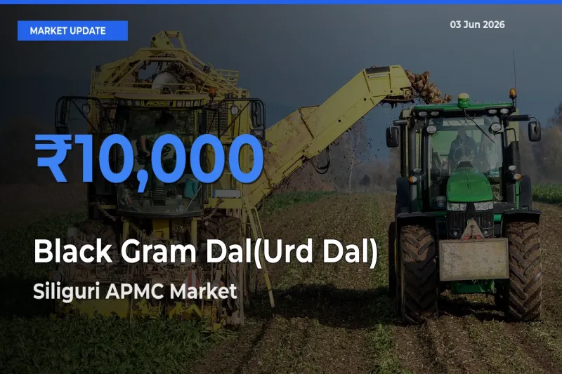 Siliguri APMC Tops Black Gram Dal(Urd Dal) Rates – June 03 Market Update