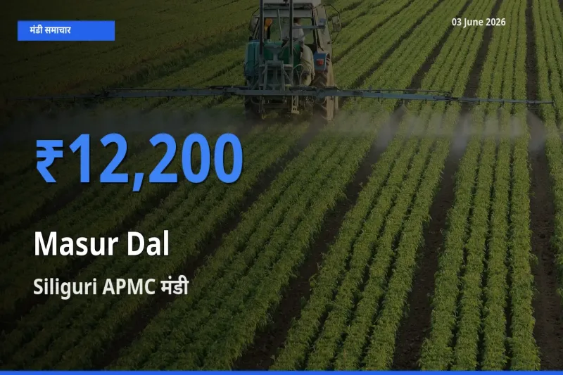 आज मसूर दाल के सबसे ऊँचे दाम ₹12,200 Siliguri APMC मंडी में