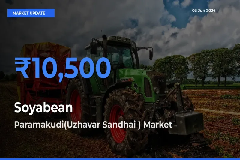 Soyabean Mandi Rate Today: Paramakudi(Uzhavar Sandhai ) Tops the List
