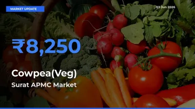 Surat APMC Tops Cowpea(Veg) Rates – June 03 Market Update