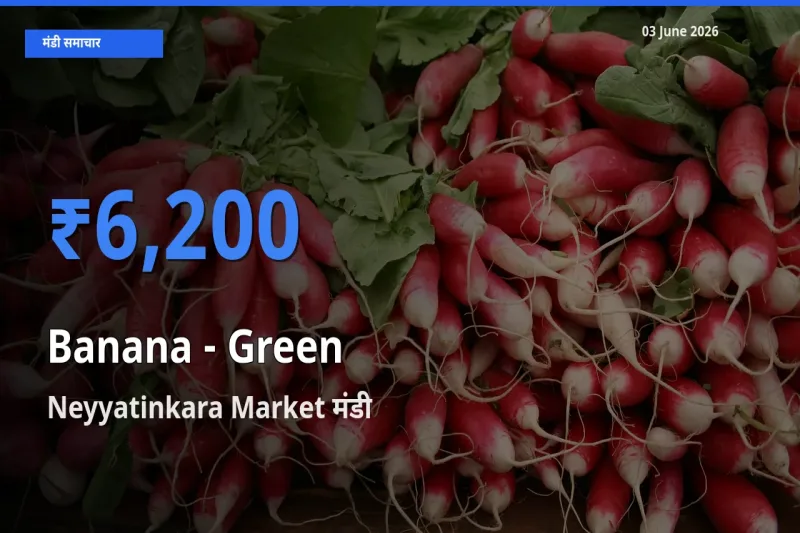 किसानों की पसंद बना Neyyatinkara Market, केला - हरा के सबसे अच्छे दाम