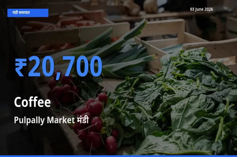 टॉप मंडी बना Pulpally Market! कॉफी के सबसे ऊँचे दाम यहीं दर्ज
