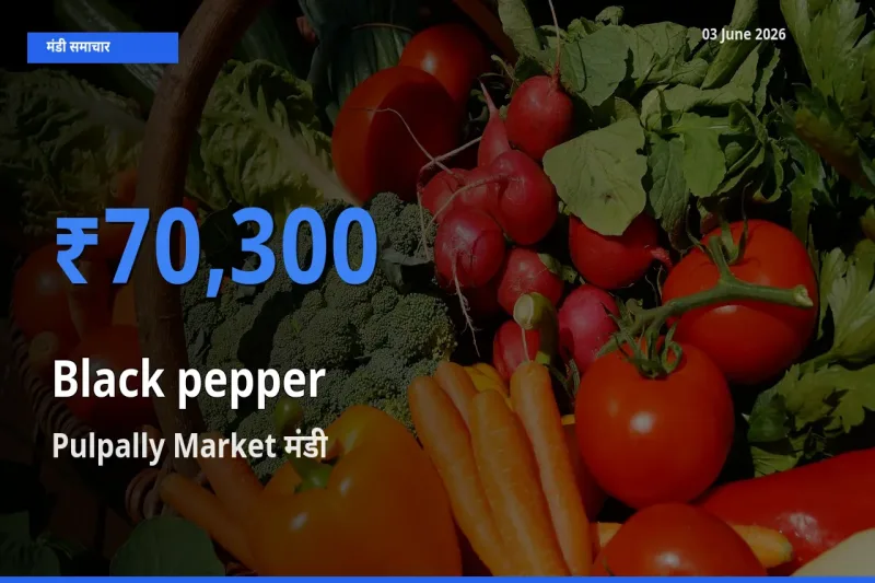 किसानों की पसंद बना Pulpally Market, काली मिर्च के सबसे अच्छे दाम