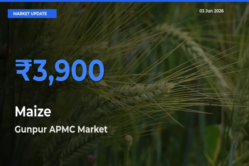 Gunpur APMC Tops Maize Rates – June 03 Market Update
