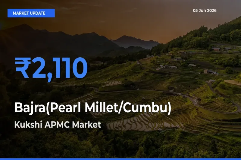 Kukshi APMC Leads as Top Mandi for Bajra(Pearl Millet/Cumbu) Prices