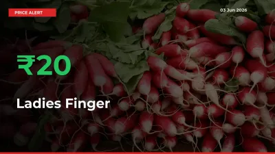 Big Rally! Ladies Finger Climbs 20.16% in 24 Hours at Top Mandis