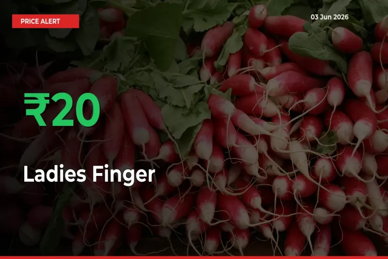 Big Rally! Ladies Finger Climbs 20.16% in 24 Hours at Top Mandis
