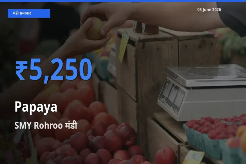 SMY Rohroo मंडी में पपीता ₹5,250 पर पहुँचा – आज का सर्वोच्च भाव