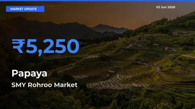SMY Rohroo Tops Papaya Mandi Rates Today