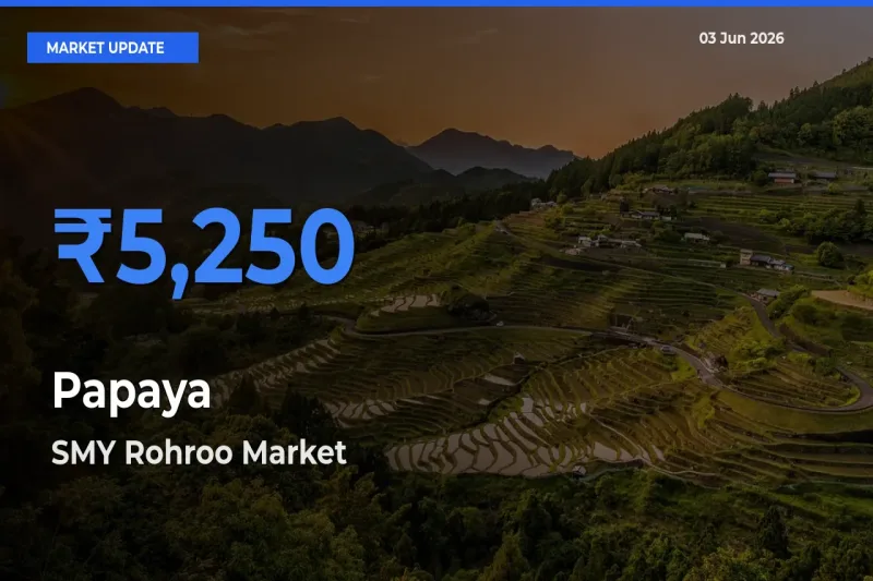 SMY Rohroo Tops Papaya Mandi Rates Today