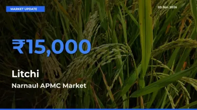Narnaul APMC Tops Litchi Rates – June 03 Market Update