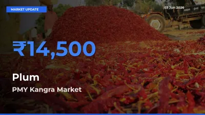 Farmers Prefer PMY Kangra as Plum Hits Highest Rate
