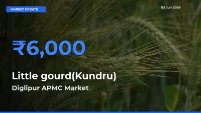 Diglipur APMC Tops Little gourd(Kundru) Rates – June 03 Market Update