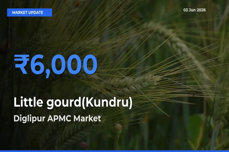 Diglipur APMC Tops Little gourd(Kundru) Rates – June 03 Market Update