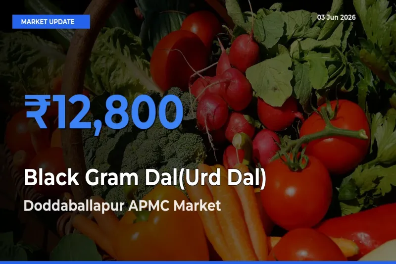 Black Gram Dal(Urd Dal) Mandi Rate Today: Doddaballapur APMC Tops the List