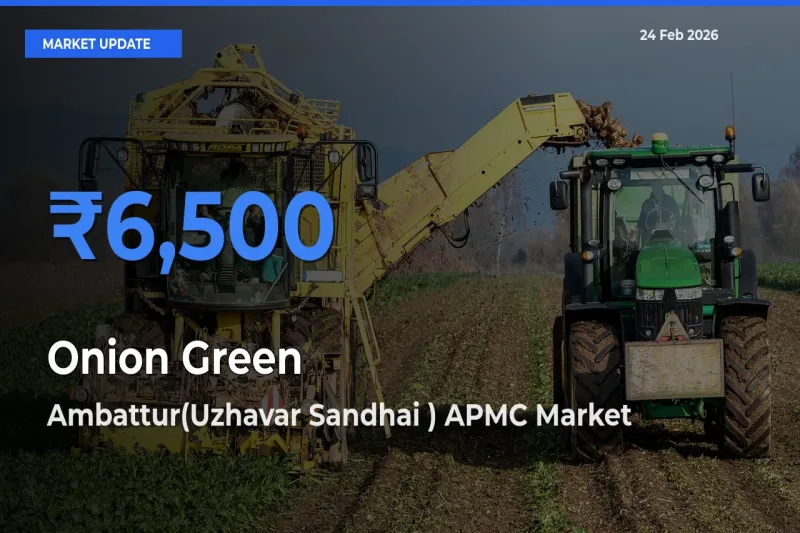 Ambattur(Uzhavar Sandhai ) APMC Offers ₹6,500 – Highest Onion Green Rate Today