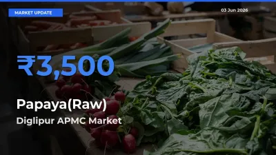 Top Performer! Diglipur APMC Offers Best Papaya(Raw) Price Today