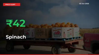 Why Spinach Prices Rose 41.55% in a Day at Mandis