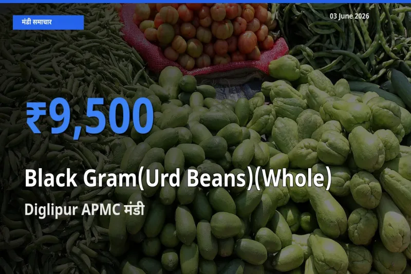 Diglipur APMC मंडी में साबुत उड़द ₹9,500 पर पहुँचा – आज का सर्वोच्च भाव