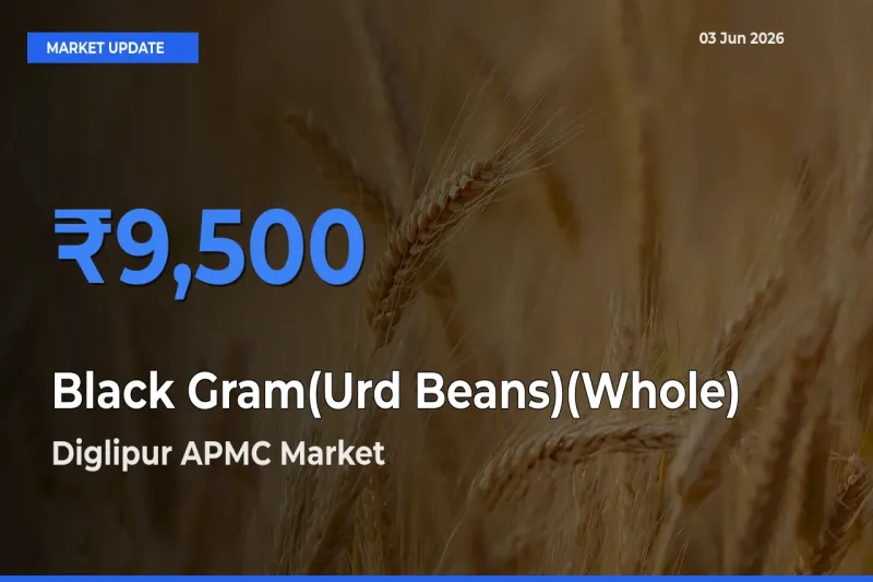 Diglipur APMC Records Highest ₹9,500 Rate for Black Gram(Urd Beans)(Whole)