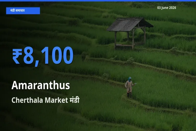 आज का मंडी भाव: चौलाई के सबसे ज़्यादा दाम Cherthala Market में