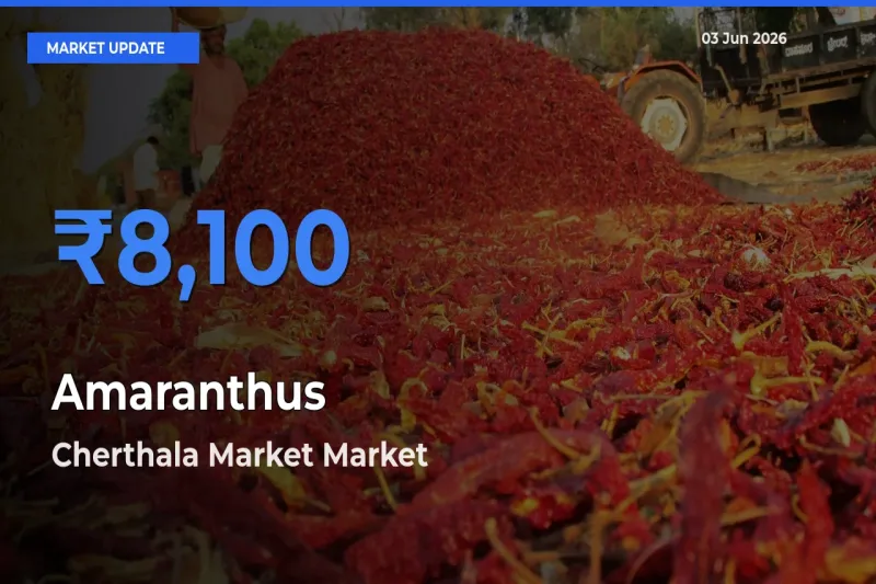 Market Watch: Cherthala Market Becomes Top Mandi for Amaranthus