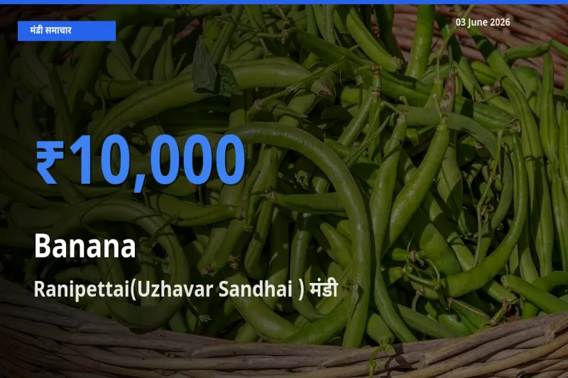 Ranipettai(Uzhavar Sandhai ) में केला का आज सबसे ऊँचा भाव