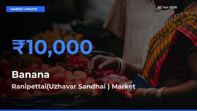 Ranipettai(Uzhavar Sandhai ) Tops Banana Mandi Rates Today