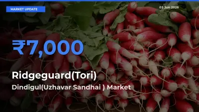 Dindigul(Uzhavar Sandhai ) Emerges as Top Mandi for Ridgeguard(Tori) Prices Today